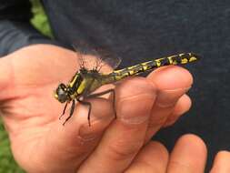 Image of Phanogomphus kurilis (Hagen ex Selys 1858)