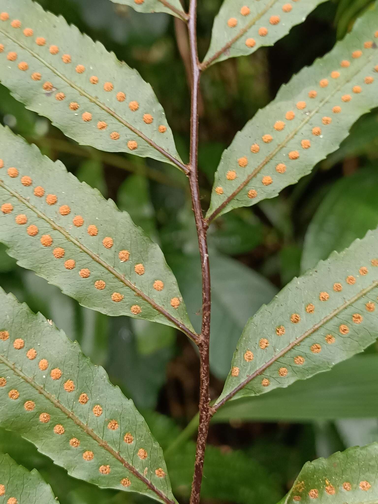 Goniophlebium persicifolium (Desv.) Bedd.的圖片