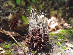 Imagem de Xylaria liquidambaris J. D. Rogers, Y. M. Ju & F. San Martín 2002