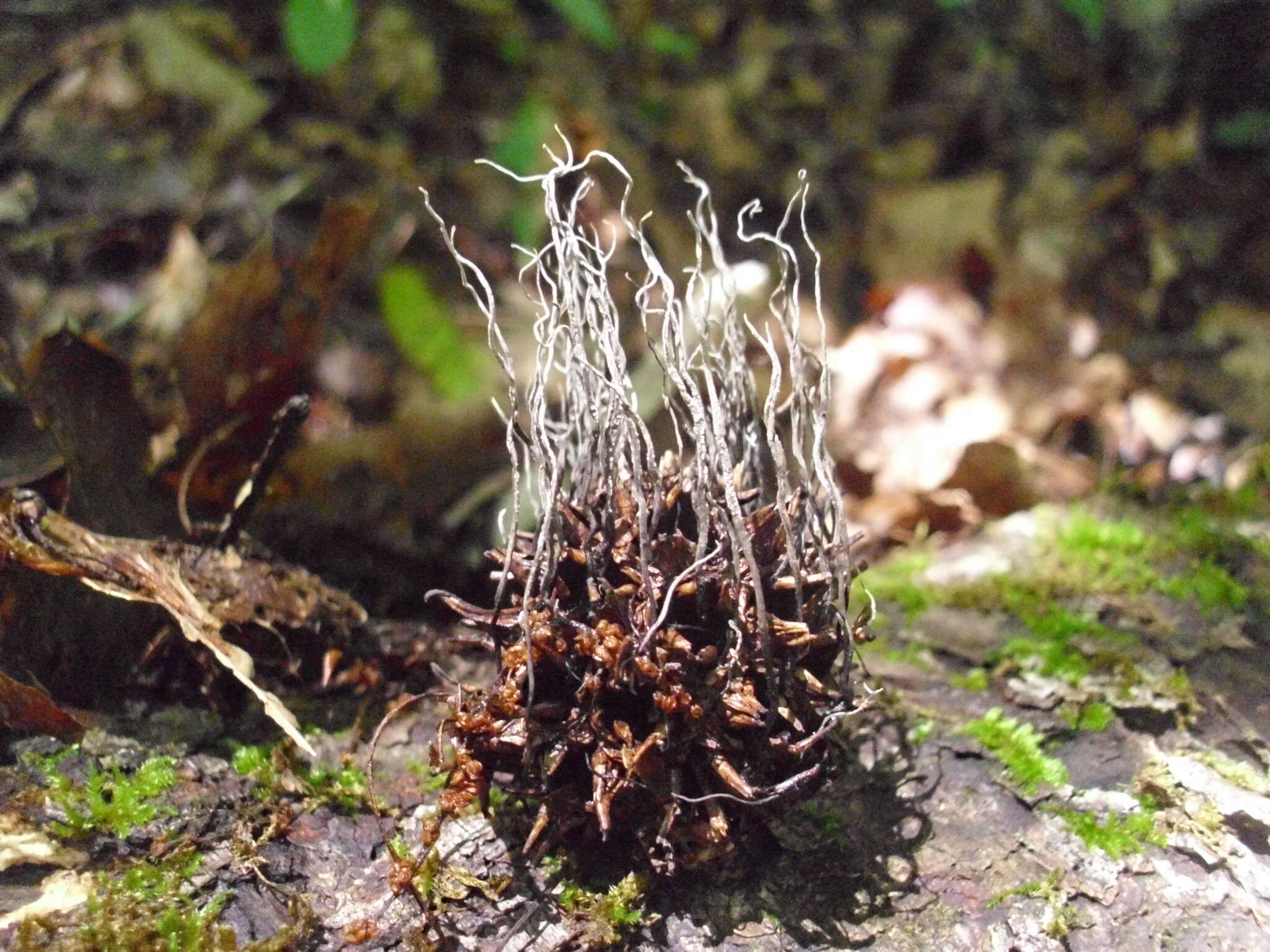 Слика од Xylaria liquidambaris J. D. Rogers, Y. M. Ju & F. San Martín 2002