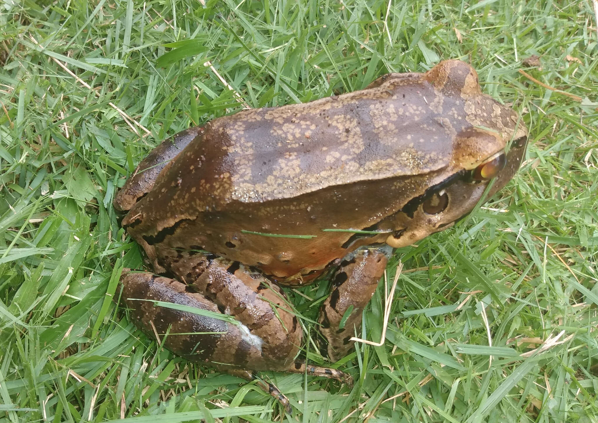 Image of Leptodactylus knudseni Heyer 1972