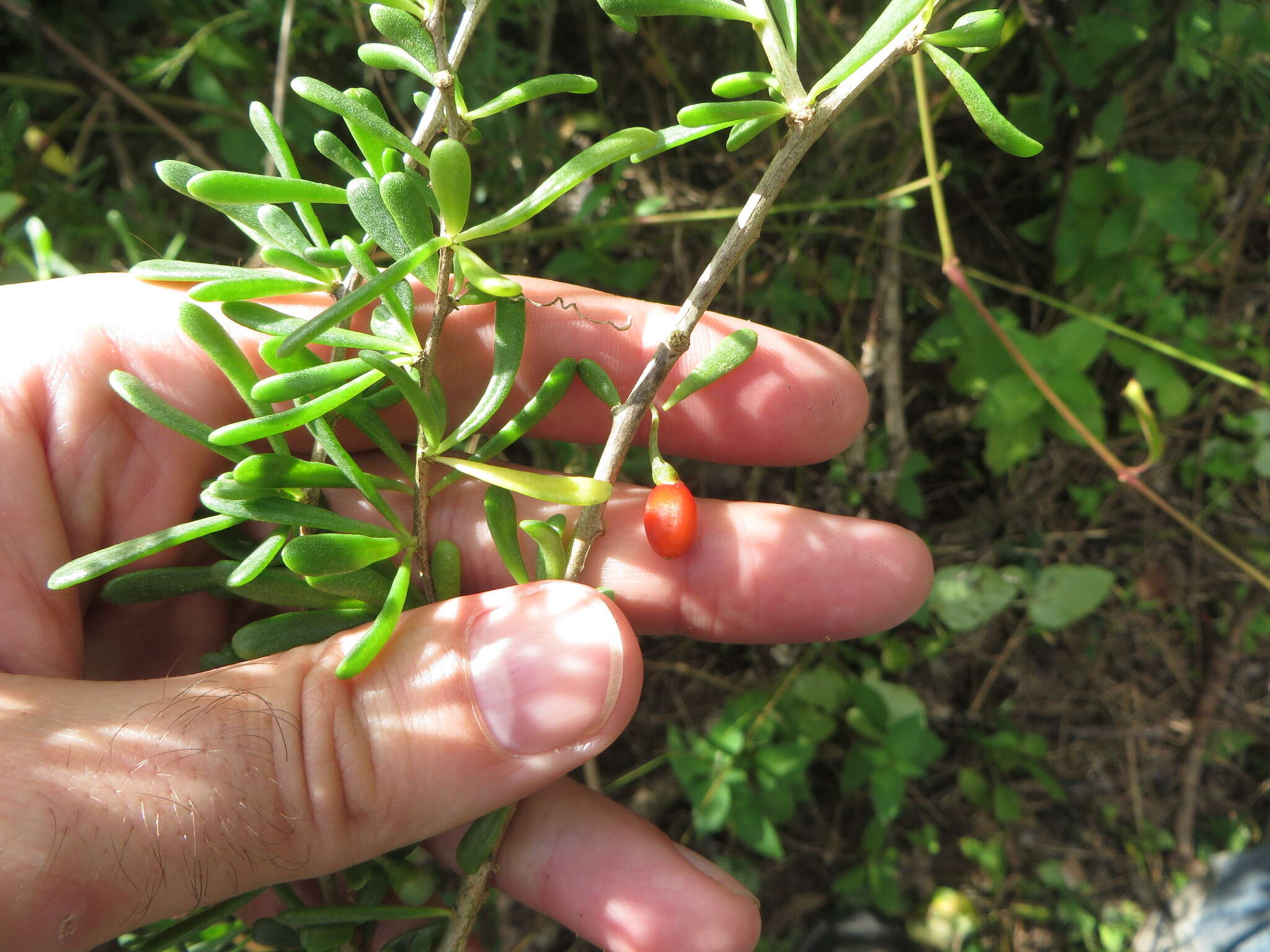 Image of Carolina desert-thorn