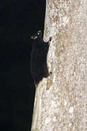 Image of Pel's Flying Squirrel
