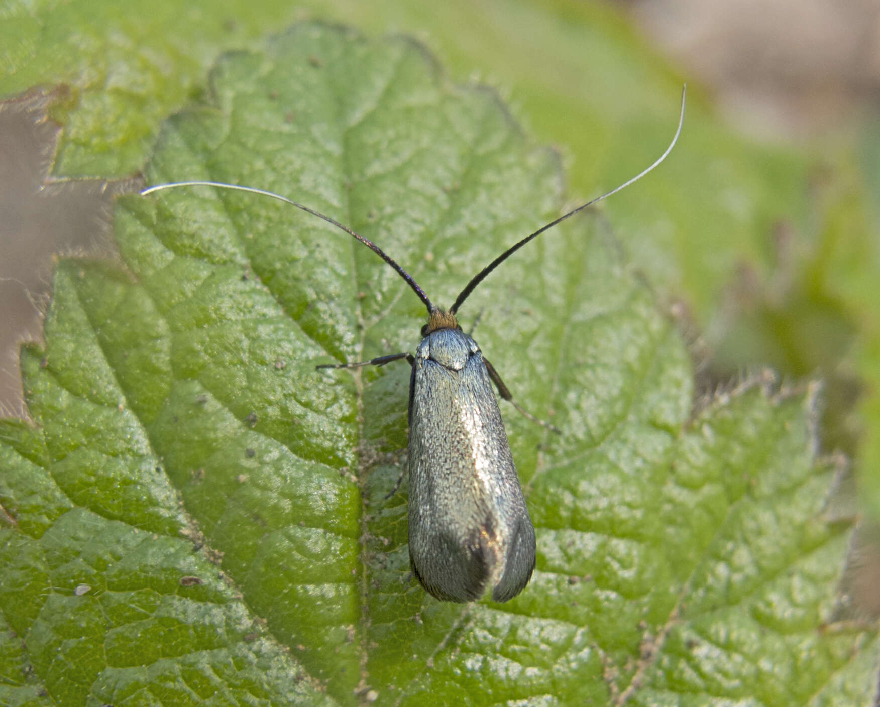 Image of Adela reaumurella Duponchel 1838