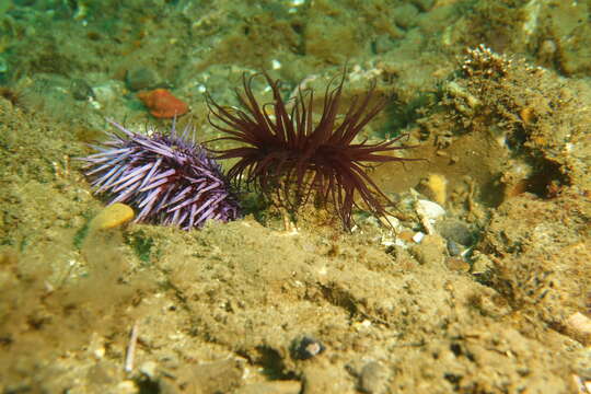 Image of Pachycerianthus torreyi Arai 1965