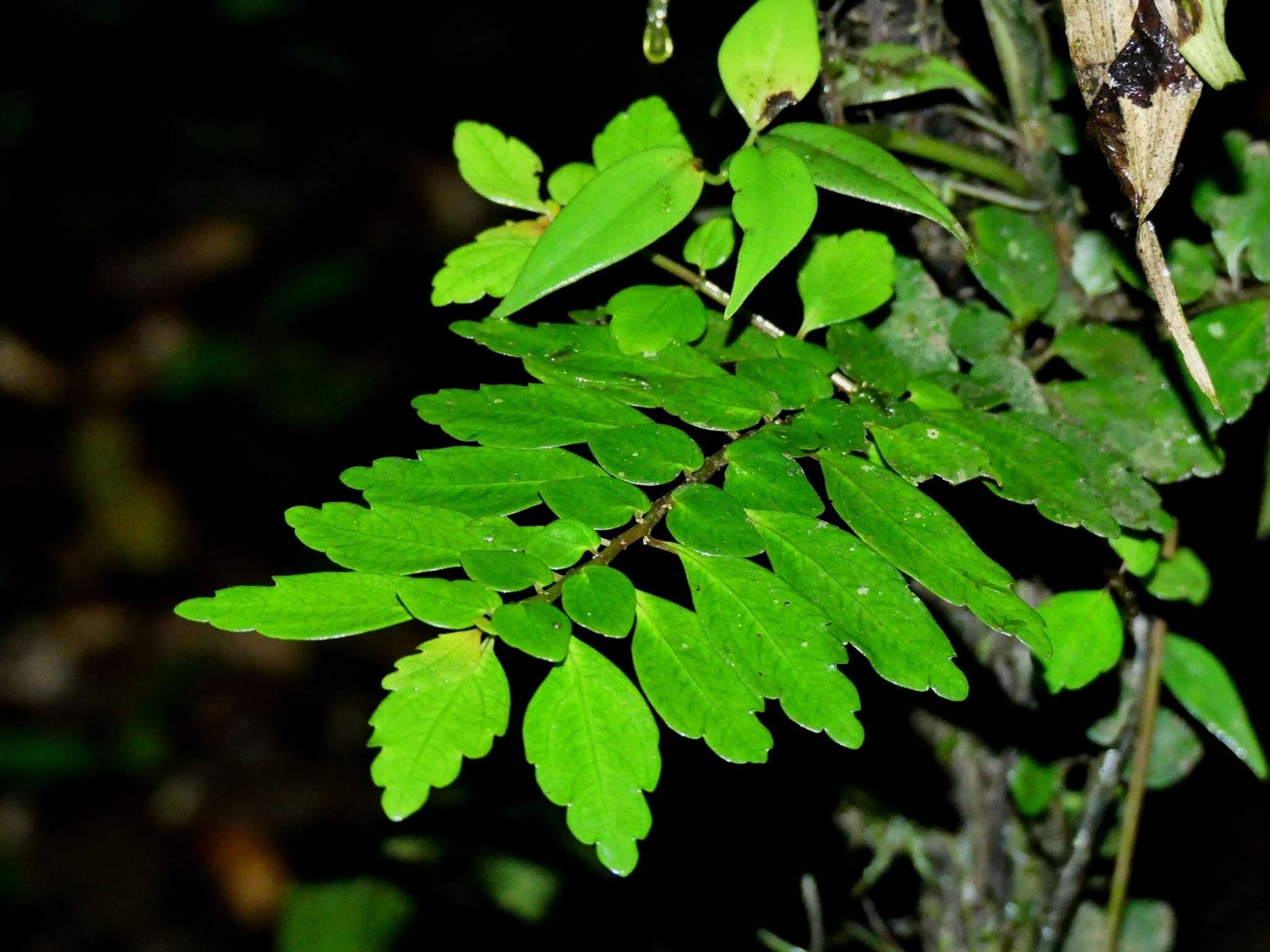 Sivun Pilea imparifolia Wedd. kuva