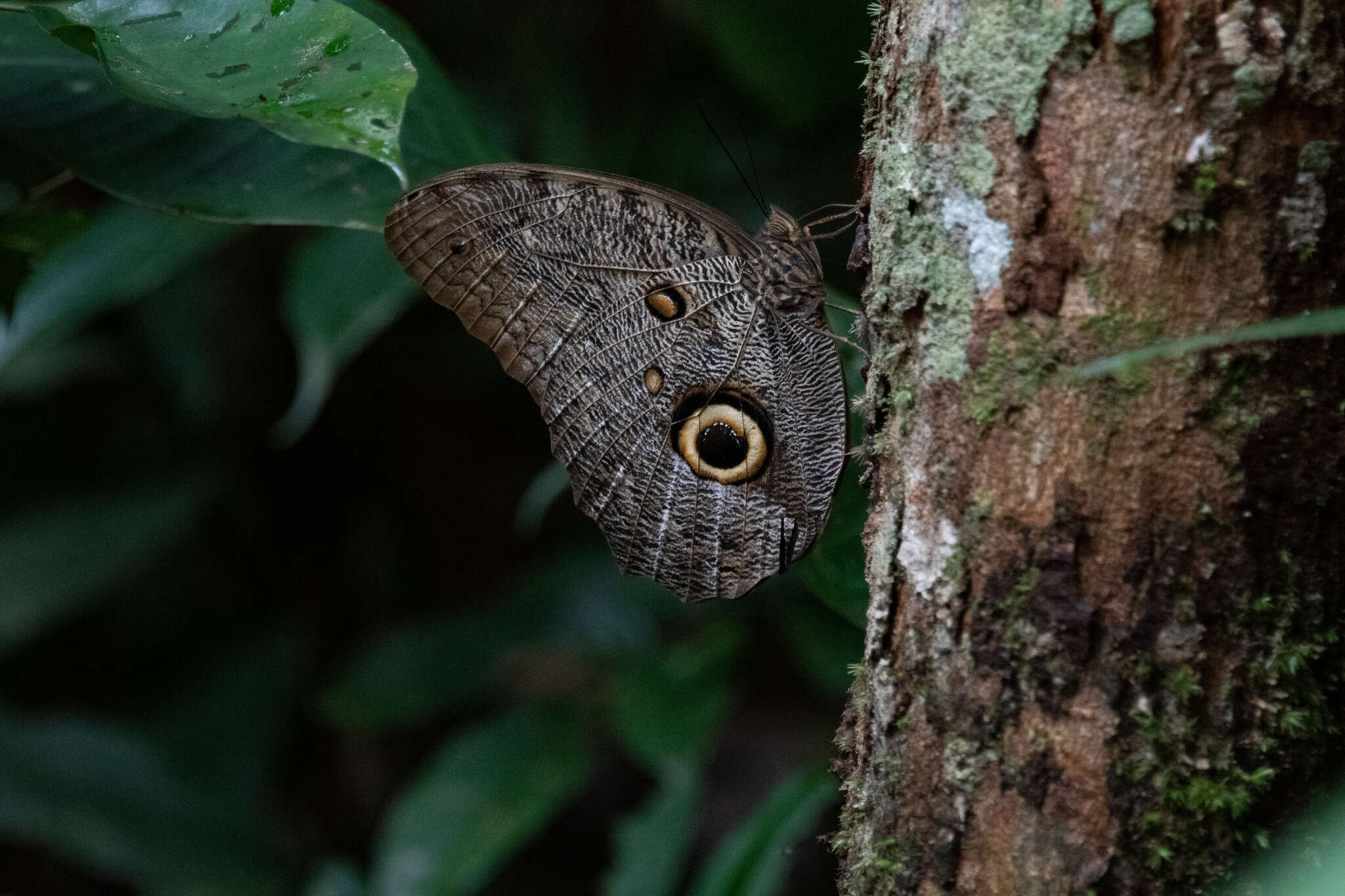 Plancia ëd Caligo eurilochus Cramer 1776