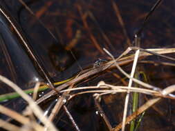 صورة Chartoscirta elegantula (Fallén 1807)