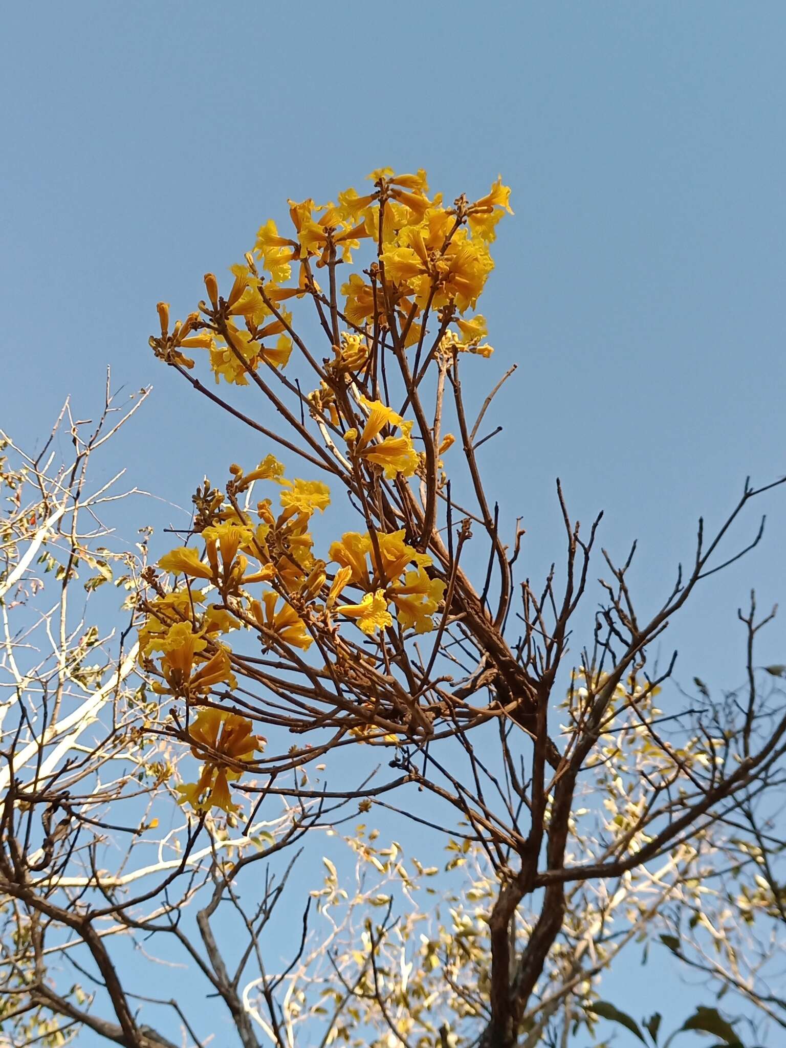 Image of Handroanthus ochraceus subsp. ochraceus