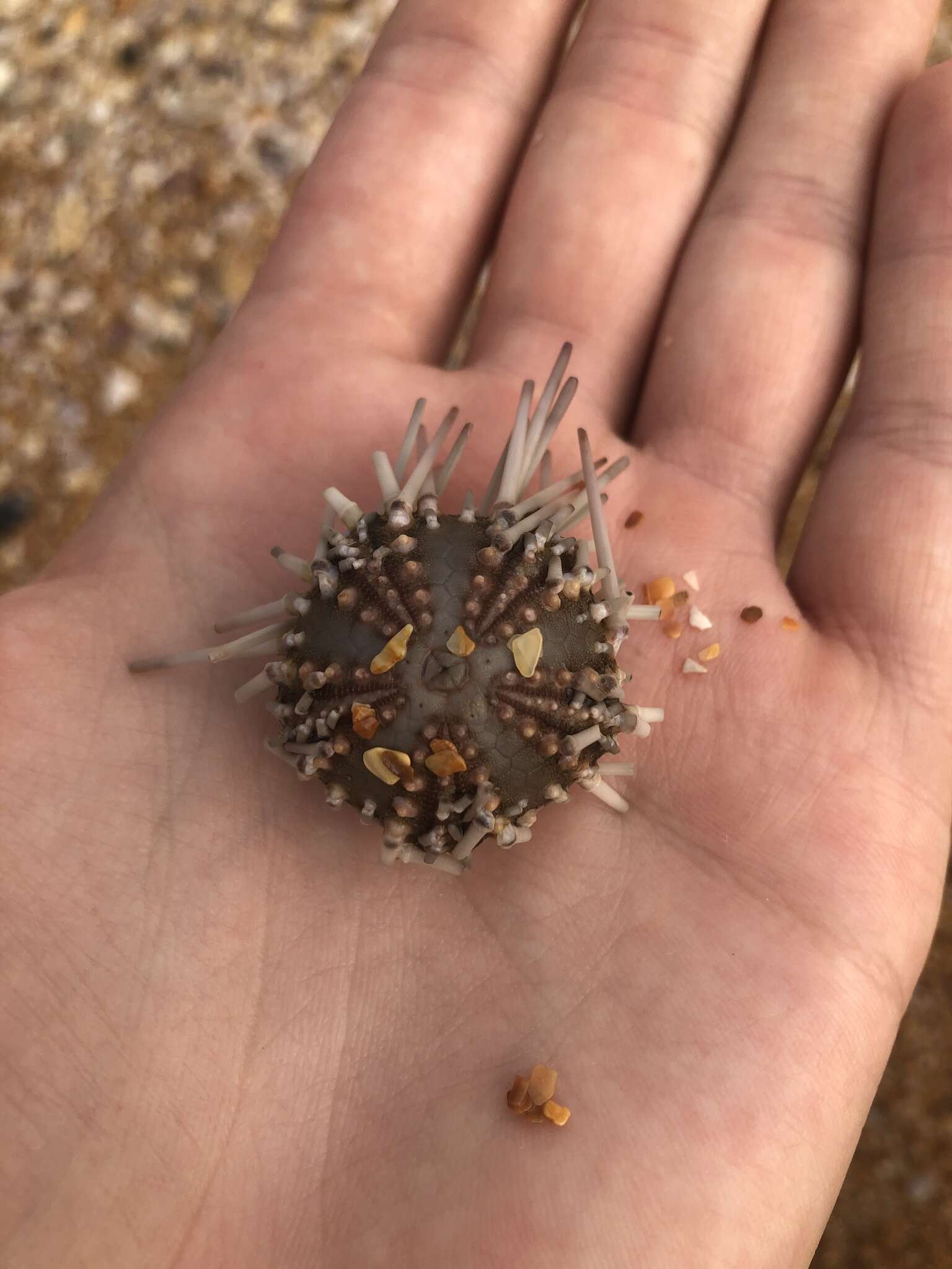 Image of Atlantic purple sea urchin