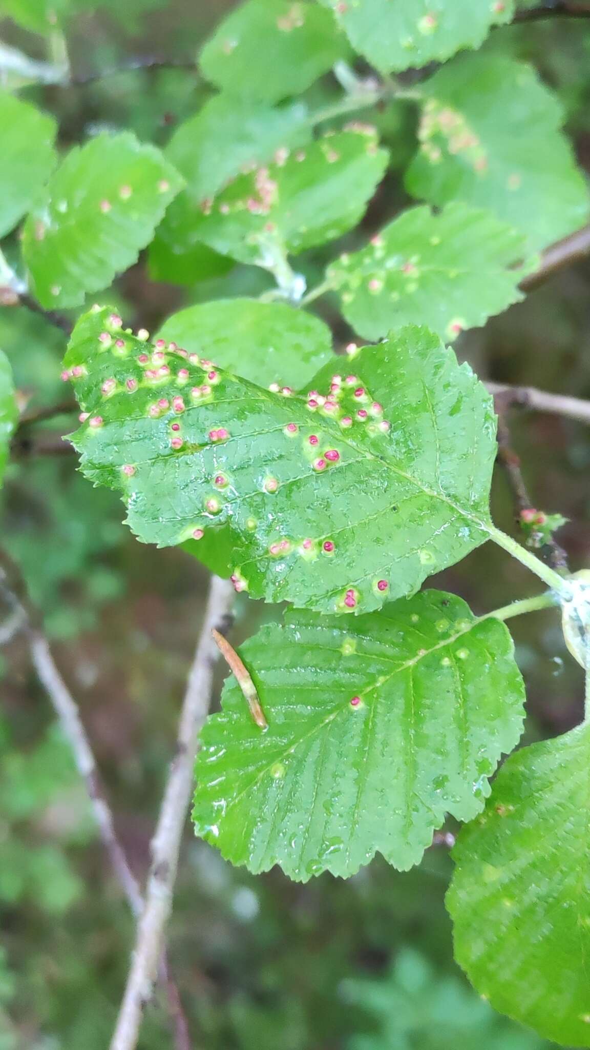 Image de <i>Eriophyes alniincanae</i>