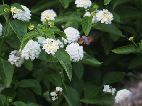 Image of humming-bird hawk moth