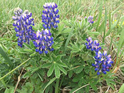 Image of Nootka lupine