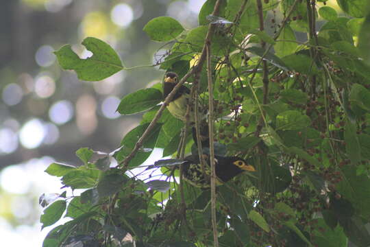 صورة Trachyphonus purpuratus Verreaux, J, Verreaux & E 1851