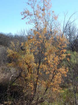 Image of saltcedar