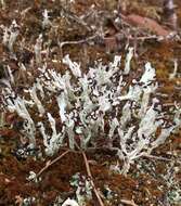 Image of cup lichen