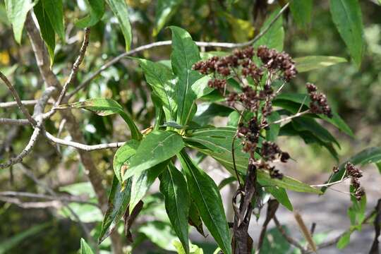 Image of Desmanthodium perfoliatum Benth.