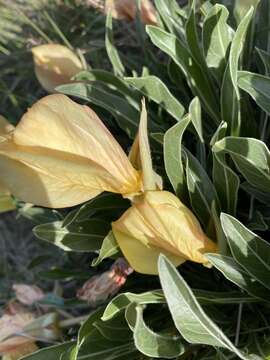 Image de Oenothera howardii (A. Nels.) W. L. Wagner