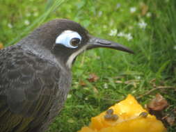 صورة Melidectes belfordi (De Vis 1890)