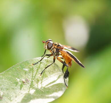 Image of Trichopoda pictipennis Bigot 1876