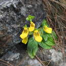 Image of Calceolaria parviflora Gill. ex Benth.