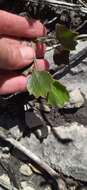 Image of Centella brachycarpa