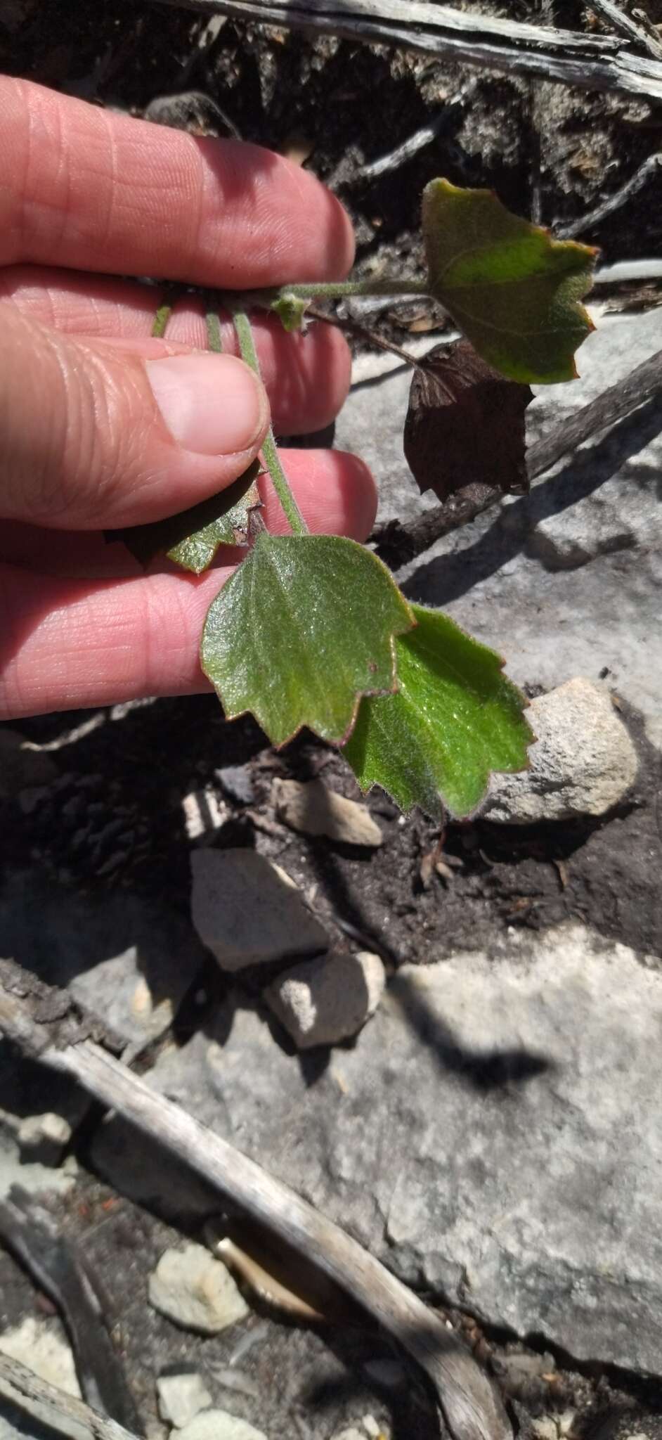 Image of Centella brachycarpa