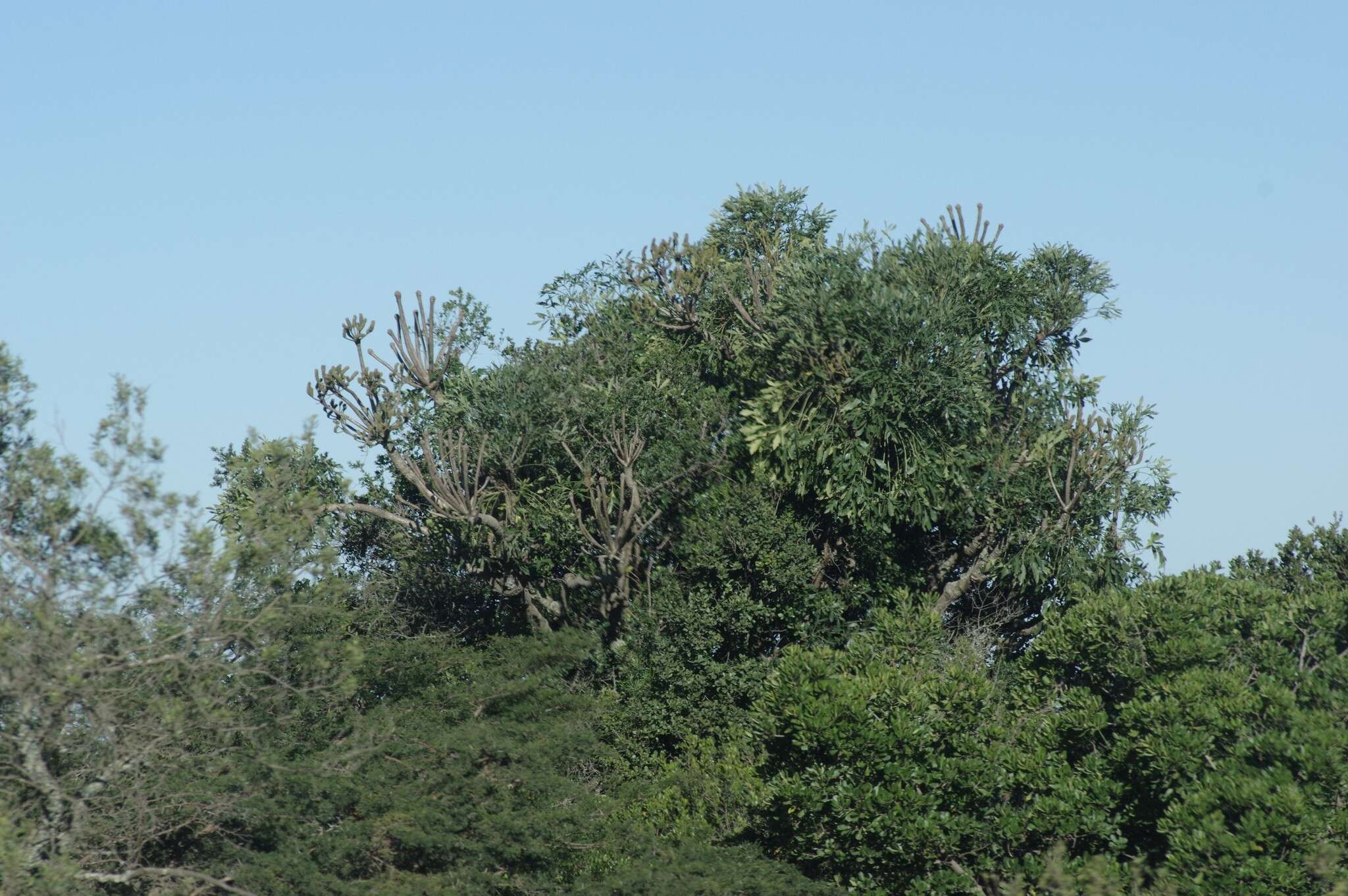 Image of Common Cabbage Tree