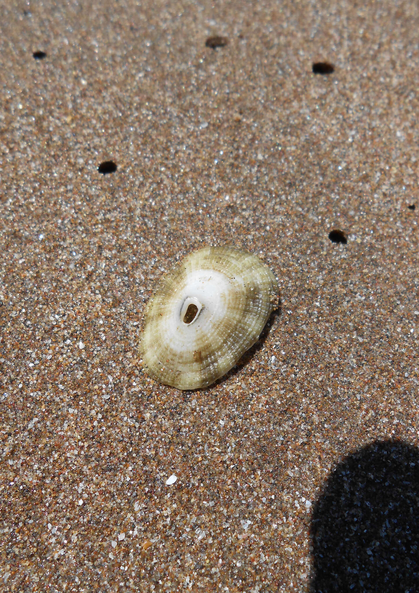 Image of Diodora patagonica (d'Orbigny 1839)