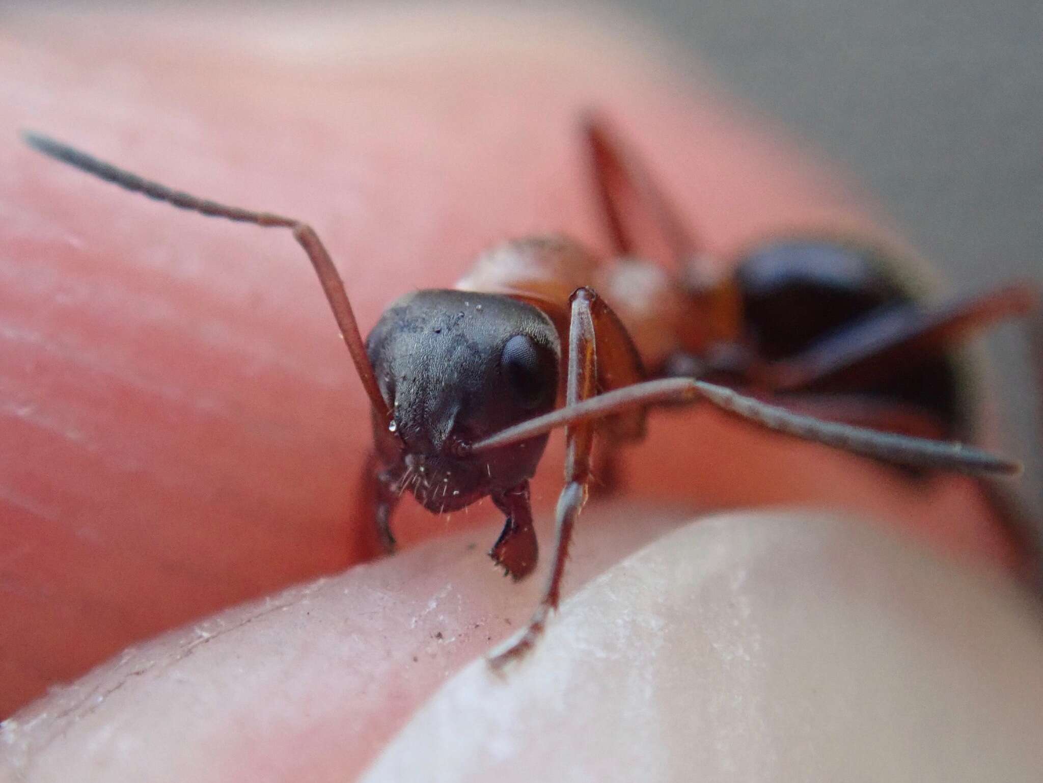 Image of Red-barbed ant