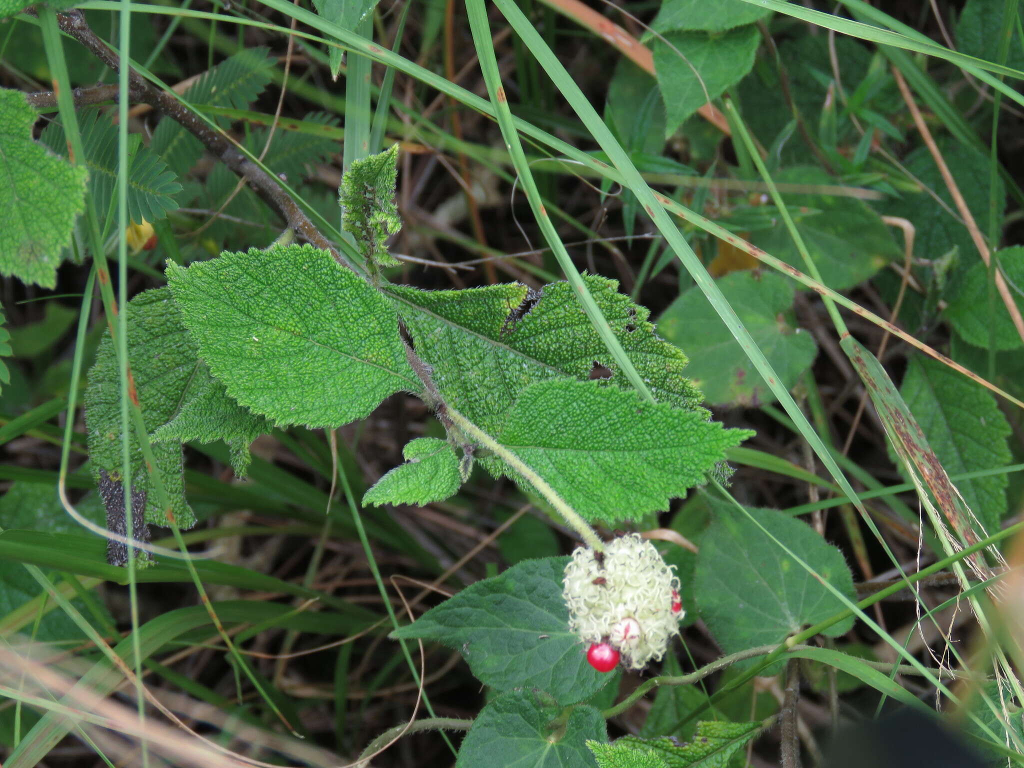 Image of Varronia bullata L.