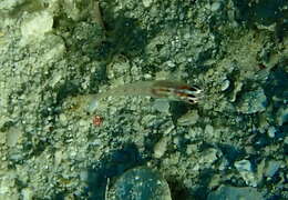 Image of Adorned dwarfgoby