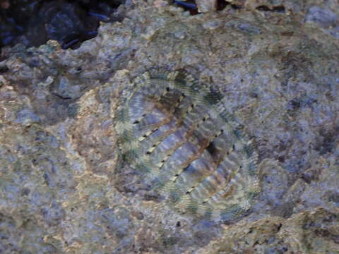 Image of scaly chiton