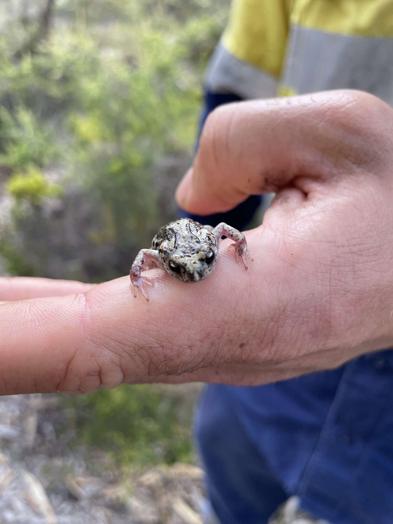 Image of Sign-bearing Froglet