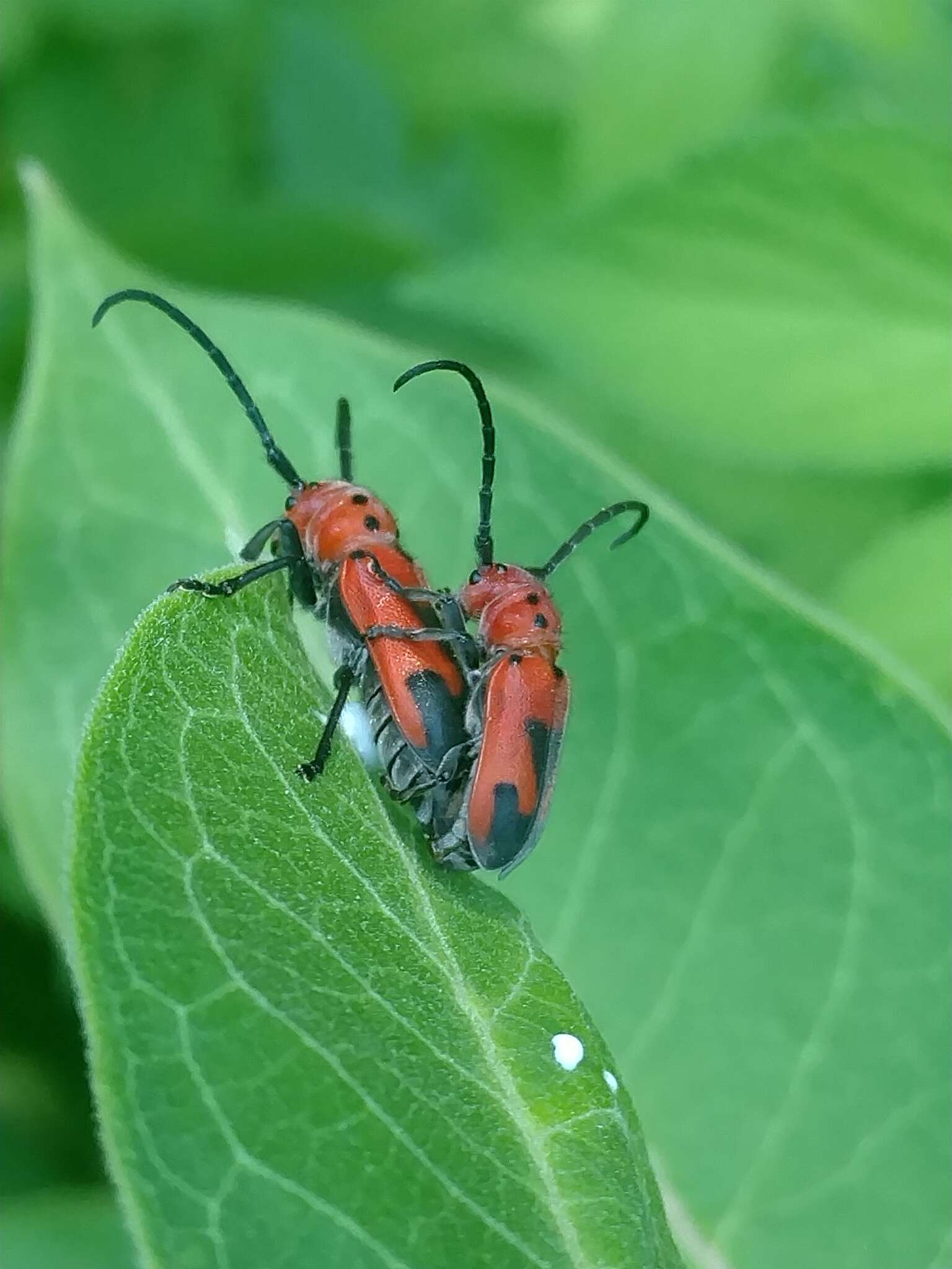 Image of Blackened Milkweed Beetle