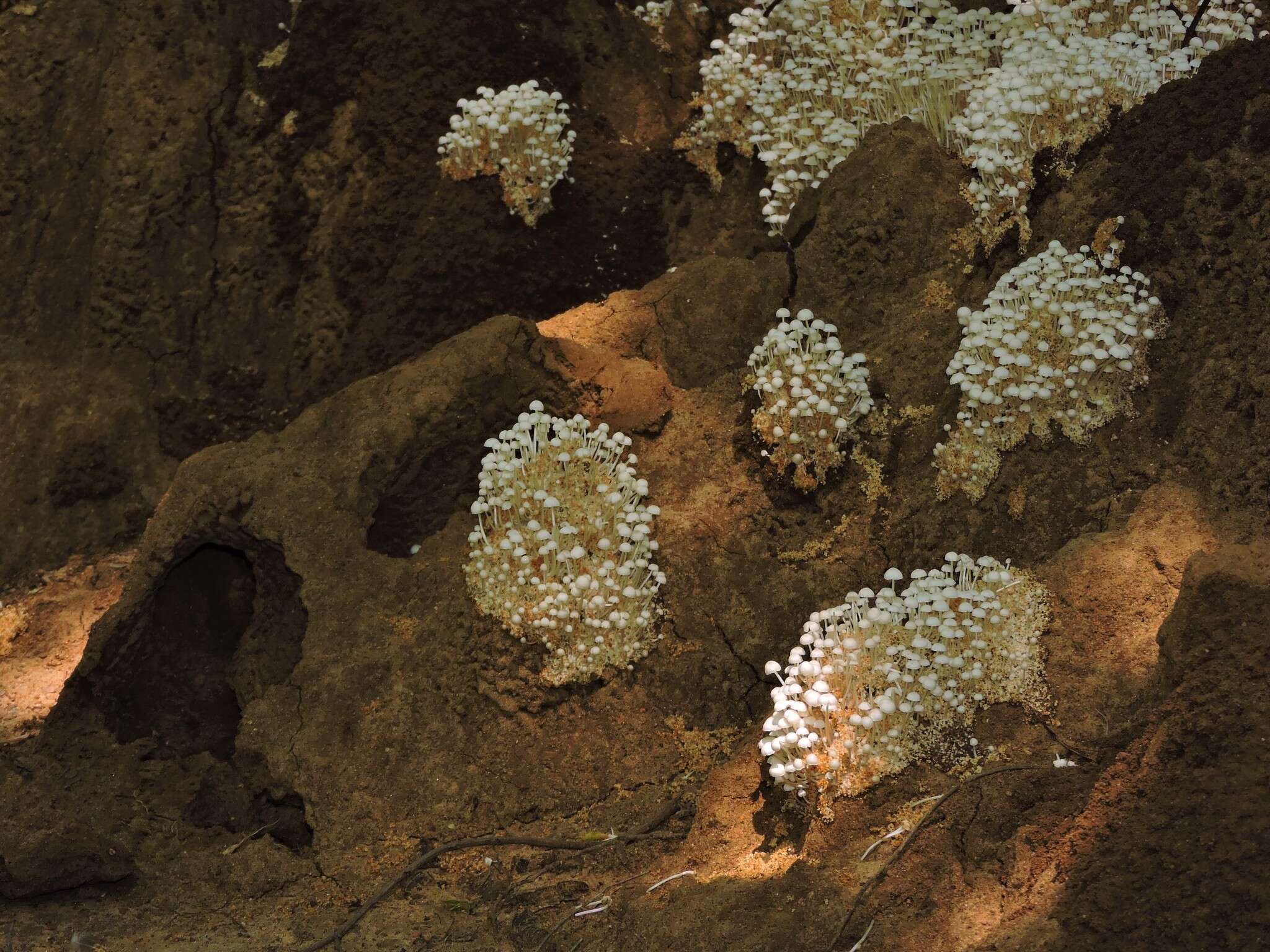 Image of Termitomyces microcarpus (Berk. & Broome) R. Heim 1942