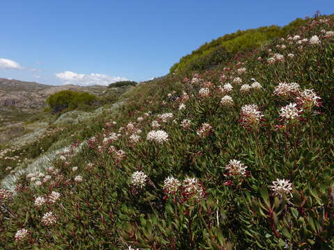 Image of Bellendena