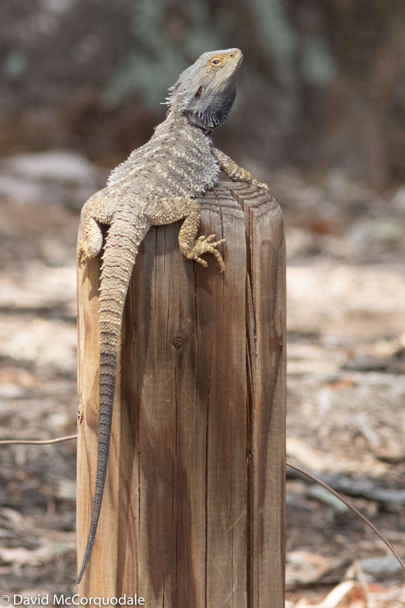 Image of Bearded Dragon