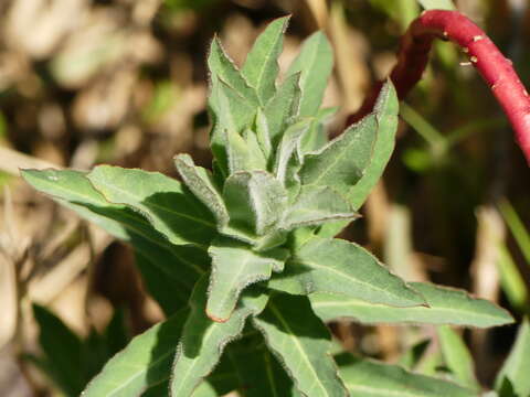 Image of Euphorbia hirsuta L.