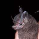 Image of Trinidad Dog-like Bat