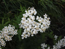 Image of big-leaf yarrow