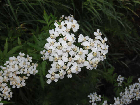 Achillea macrophylla L.的圖片