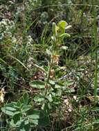 Imagem de Ajuga laxmannii (Murray) Benth.