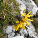 Crepis jacquinii subsp. kerneri (Rech. fil.) Merxm. resmi