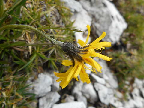 Image of Crepis jacquinii Tausch