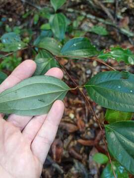 صورة Rhodamnia acuminata C. T. White