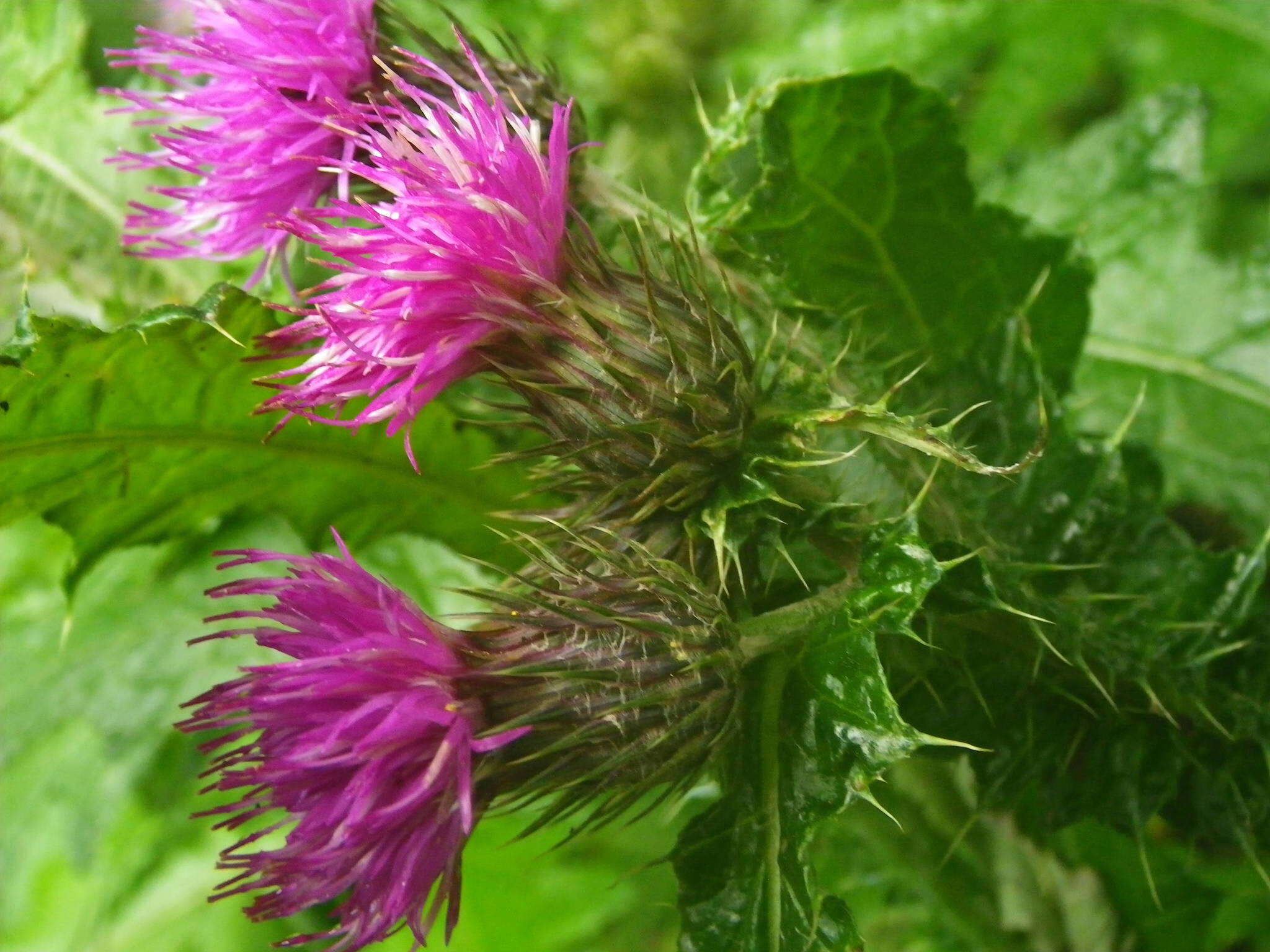 Image of Carduus clavulatus Link