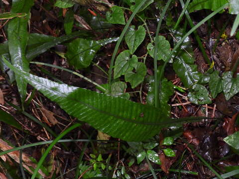 Слика од Leptochilus wrightii (Hook.) X. C. Zhang