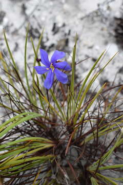 Image of Aristea glauca Klatt