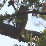 Empidonax difficilis cineritius Brewster 1888的圖片